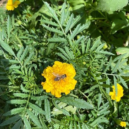 شقة باغينا باستا  في Joca المظهر الخارجي الصورة